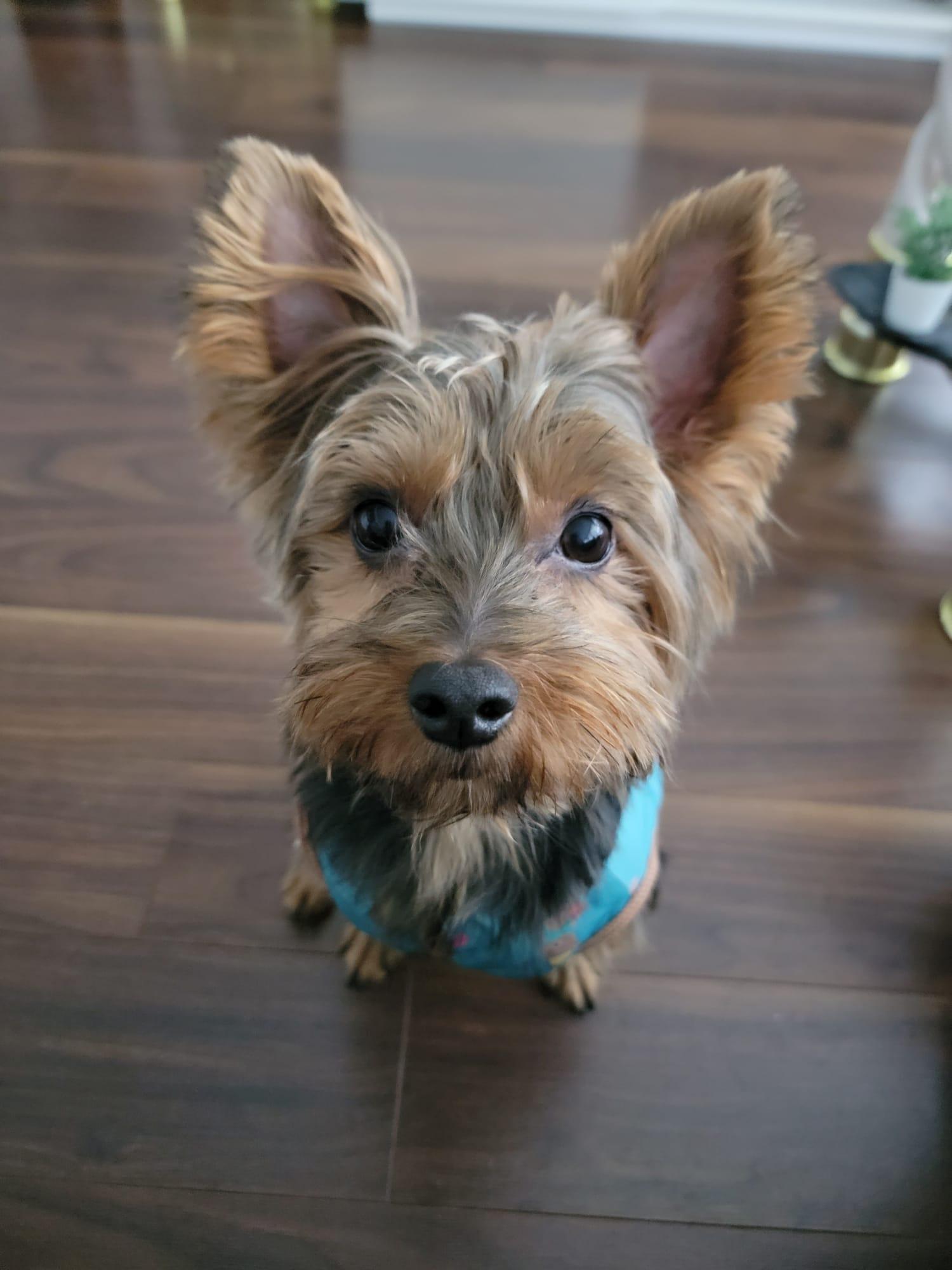 Cody, ADOPTABLE, Young Male Yorkshire Terrier.
