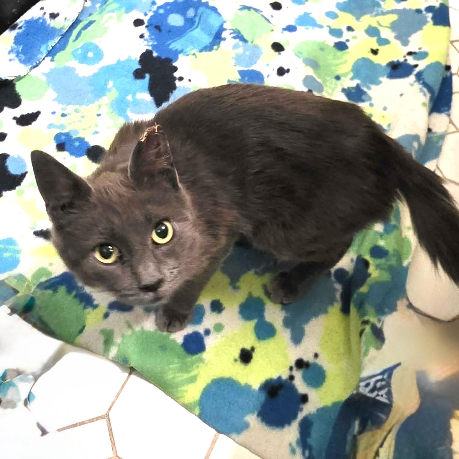 Pixi, ADOPTABLE, Kitten Female Domestic Short Hair.