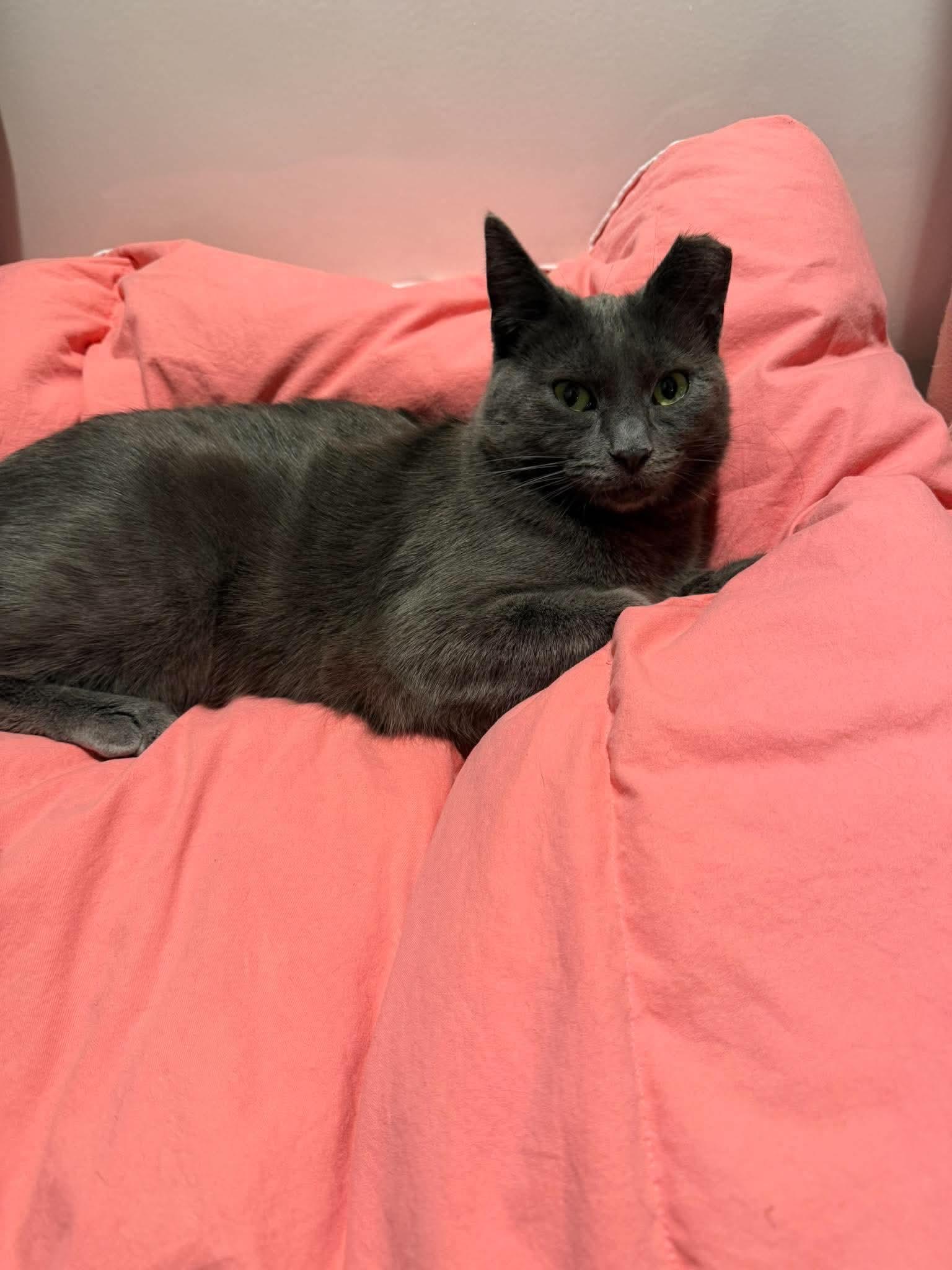 Pixi, Adoptable, Kitten Female Domestic Short Hair.