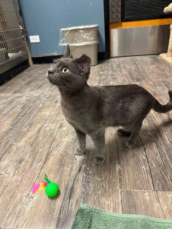 Pixi, Adoptable, Kitten Female Domestic Short Hair.