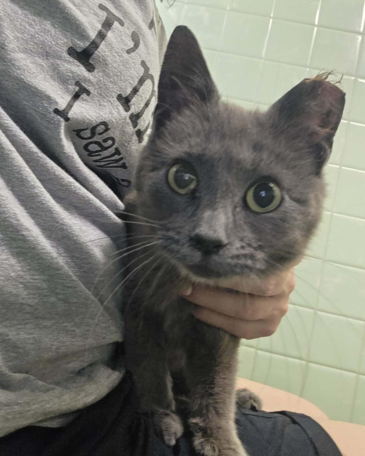 Pixi, a ADOPTABLE mixed breed in Chicago, IL image 2/6