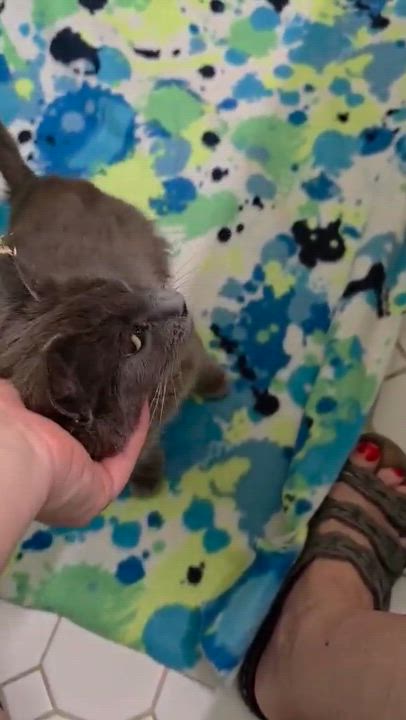 Enlarge Pixi, a ADOPTABLE mixed breed in Chicago, IL video 4/6