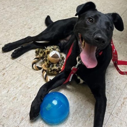 Java Bean, an adoptable Black Labrador Retriever in Storm Lake, IA, 50588 | Photo Image 3