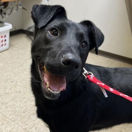 Java Bean, an adoptable Black Labrador Retriever in Storm Lake, IA, 50588 | Photo Image 2