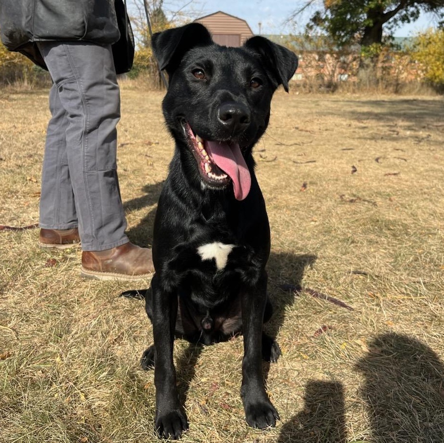 Java Bean, an adoptable Black Labrador Retriever in Storm Lake, IA, 50588 | Photo Image 1