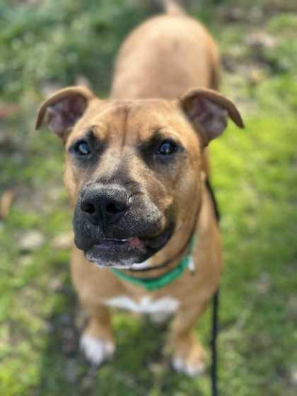 Ralph, a Adoptable Mixed Breed in New Albany, IN image 1/3