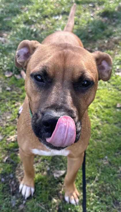 Ralph, Adoptable, Puppy Male Mixed Breed & Mixed Breed.