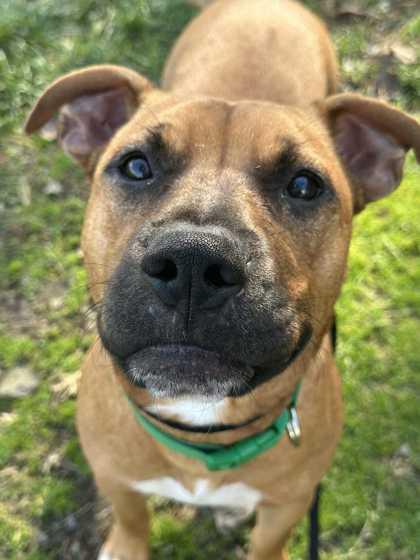 Ralph, a Adoptable Mixed Breed in New Albany, IN image 3/3