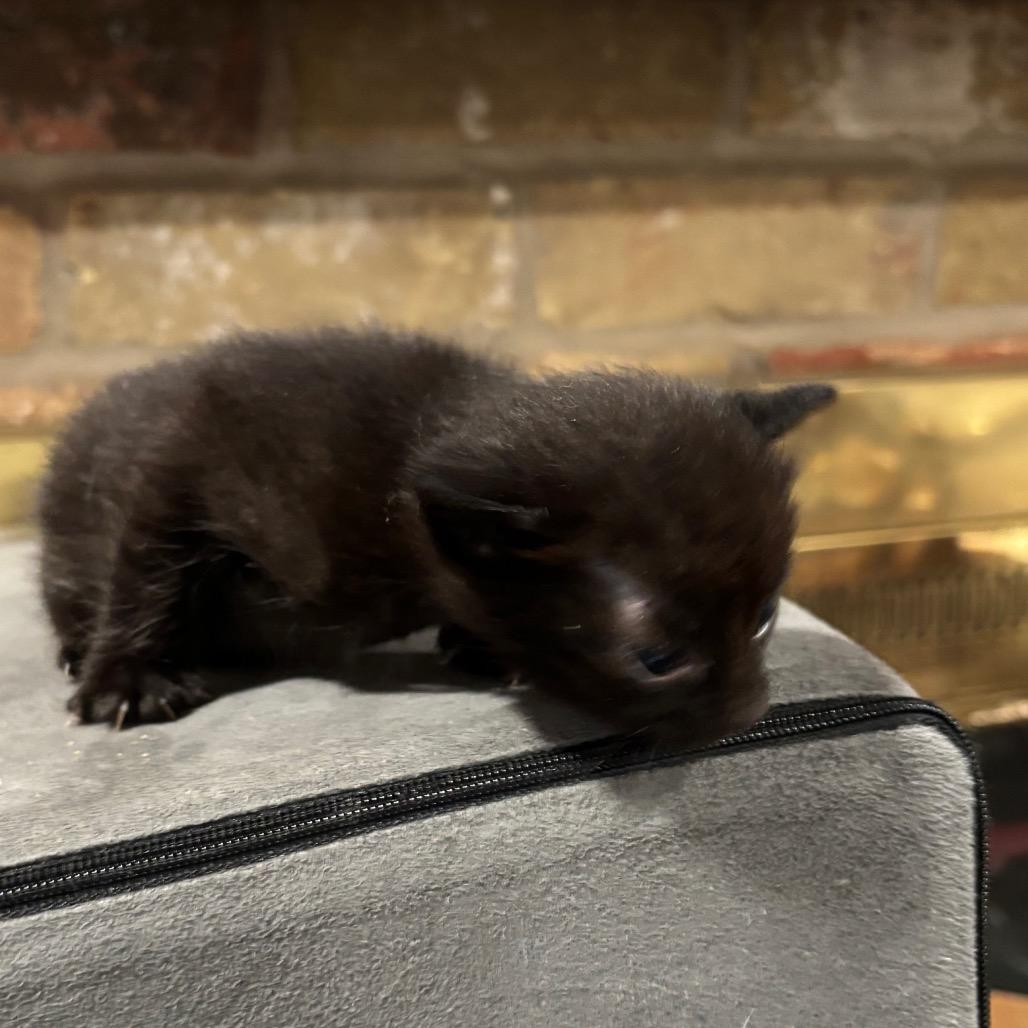 Enlarge Suzanne Collins, a Adoptable Domestic Medium Hair in Katy, TX image 2/4