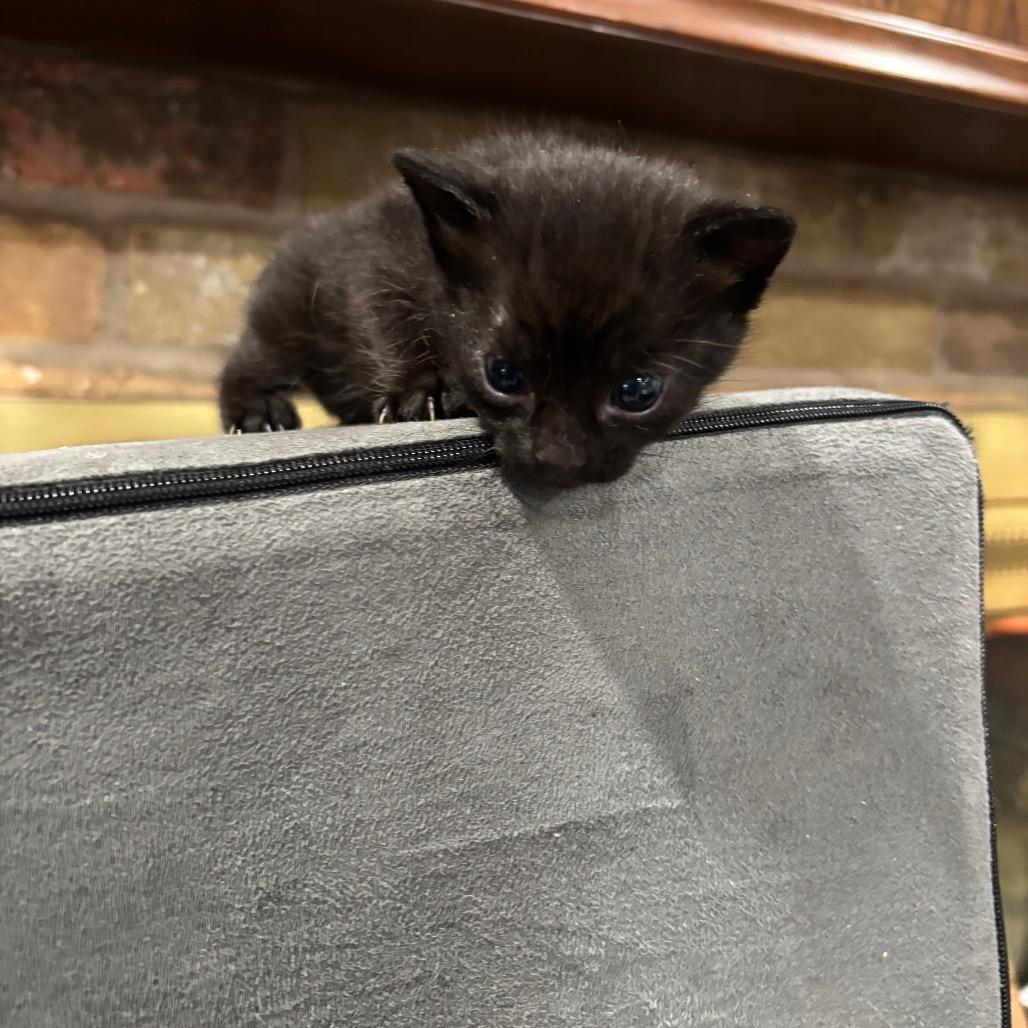 Enlarge Suzanne Collins, a Adoptable Domestic Medium Hair in Katy, TX image 1/4