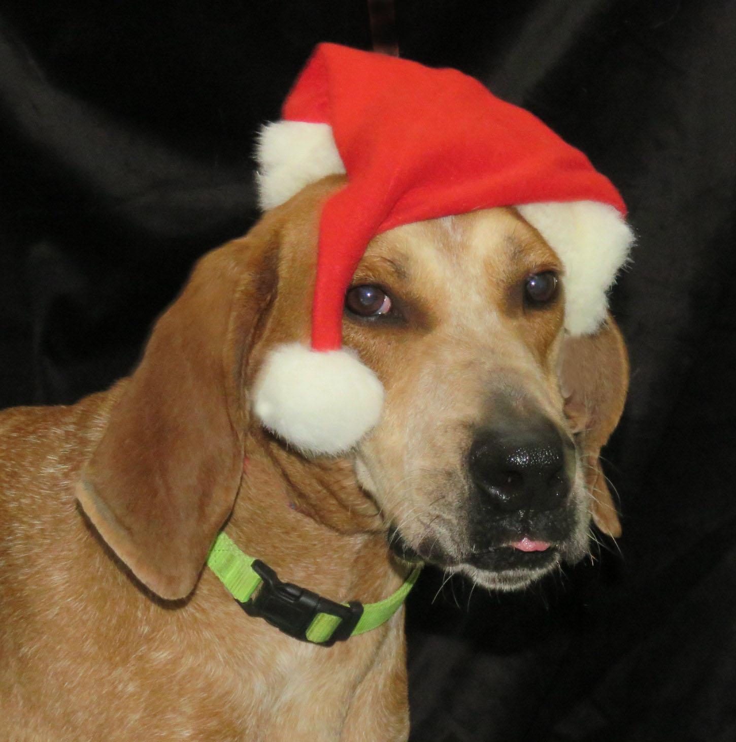 Enlarge Waylon, a Adoptable English Coonhound in Lexington, VA image 1/4