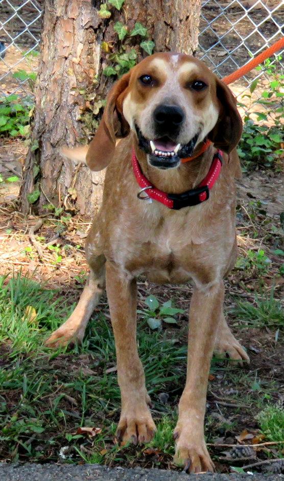 Enlarge Waylon, a Adoptable English Coonhound in Lexington, VA image 2/4