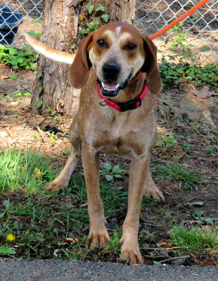 Enlarge Waylon, a Adoptable English Coonhound in Lexington, VA image 3/4