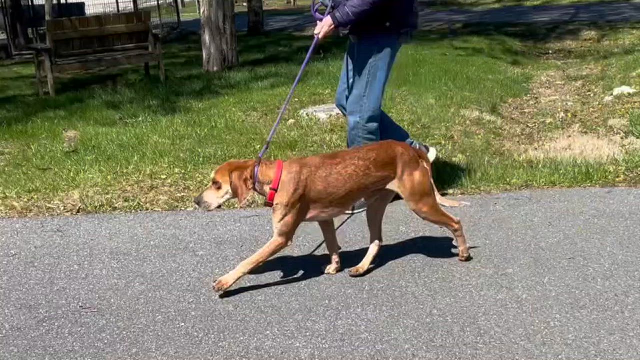 Enlarge Waylon, a Adoptable English Coonhound in Lexington, VA video 4/4