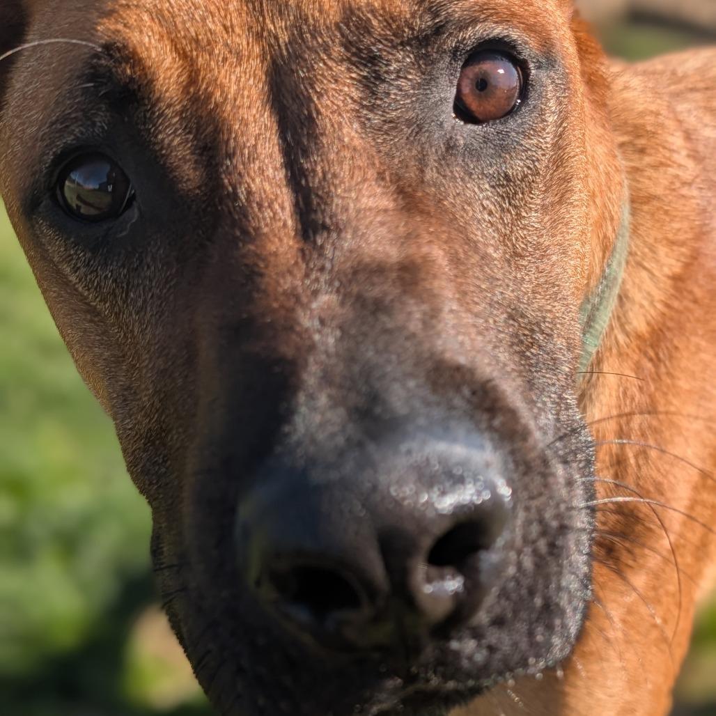 Enlarge Lenny, a Adoptable mixed breed in Jasper, IN image 1/6
