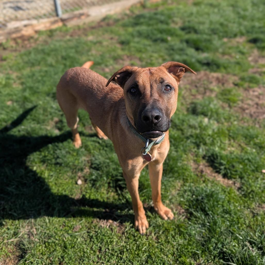 Enlarge Lenny, a Adoptable mixed breed in Jasper, IN image 1/6