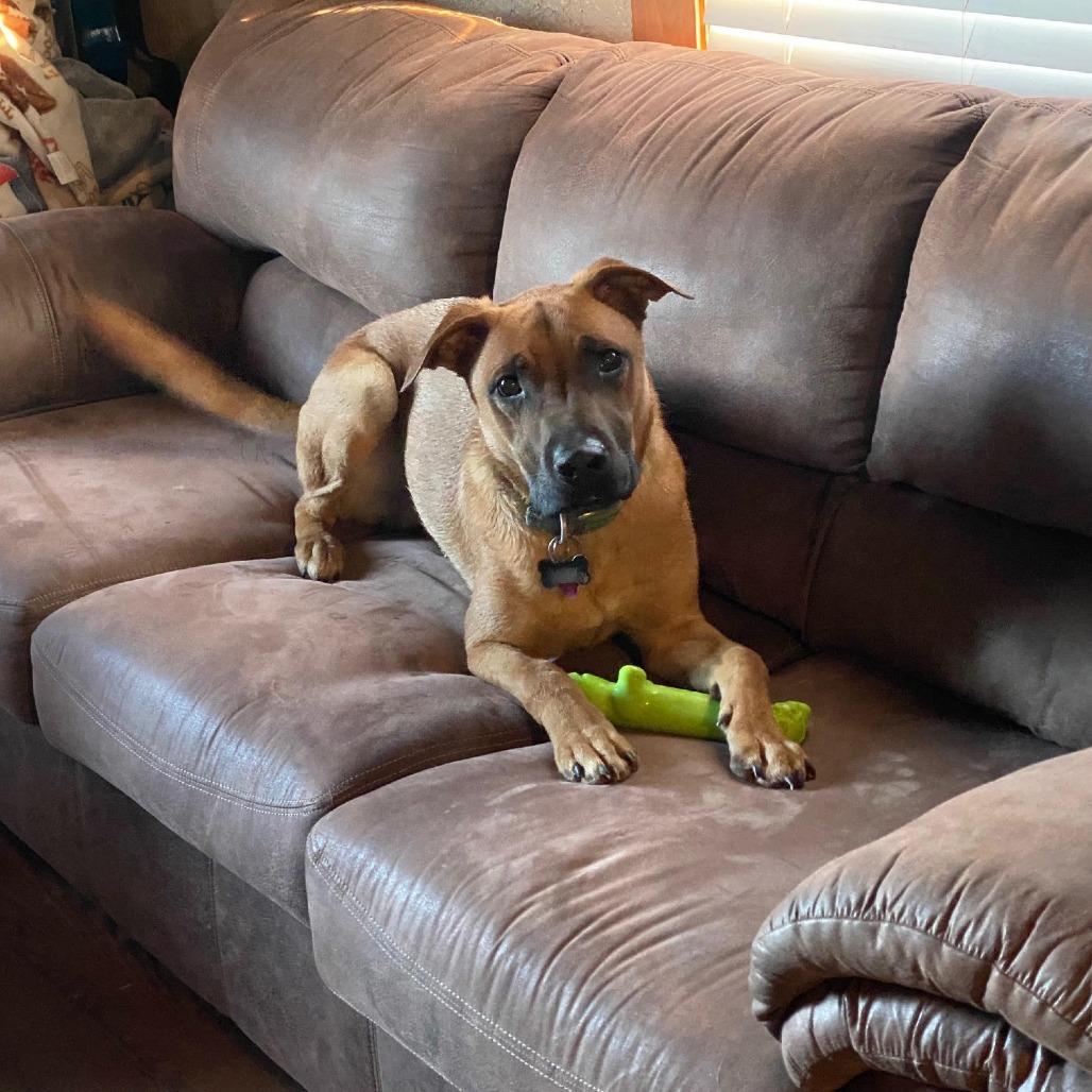 Enlarge Lenny, a Adoptable mixed breed in Jasper, IN image 2/6