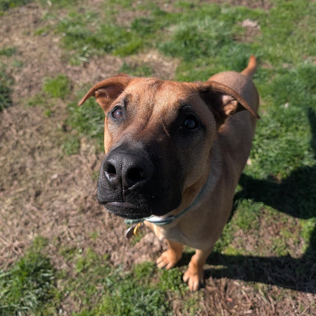 Lenny, a Adoptable mixed breed in Jasper, IN image 3/6