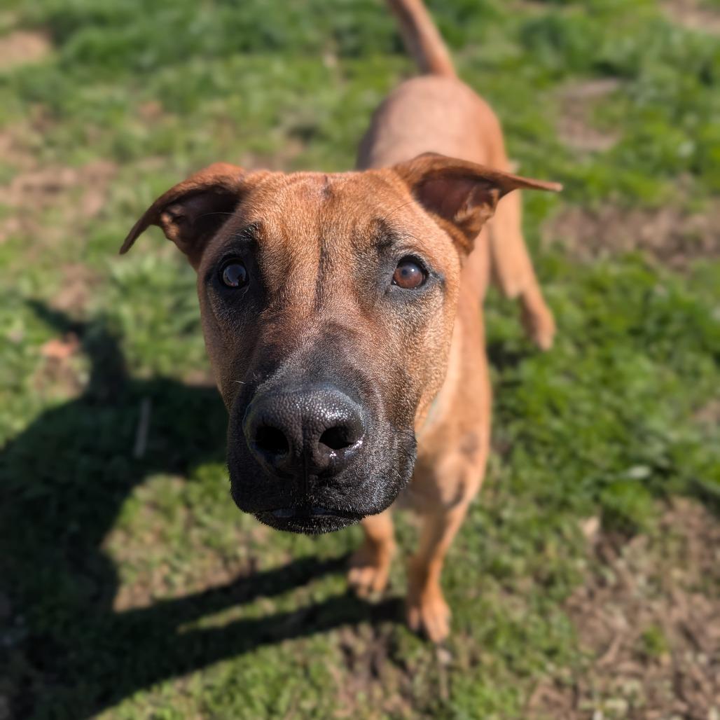 Lenny, a Adoptable mixed breed in Jasper, IN image 4/6