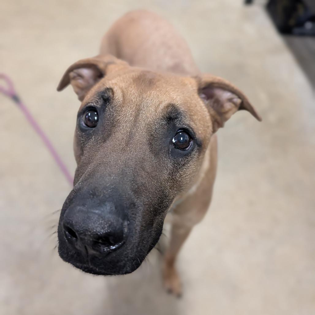 Enlarge Lenny, a Adoptable mixed breed in Jasper, IN image 3/6