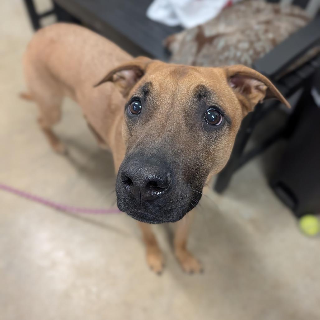 Enlarge Lenny, a Adoptable mixed breed in Jasper, IN image 4/6