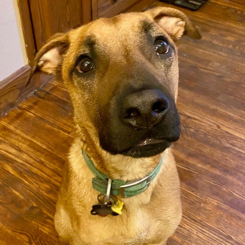 Enlarge Lenny, a Adoptable mixed breed in Jasper, IN image 5/6