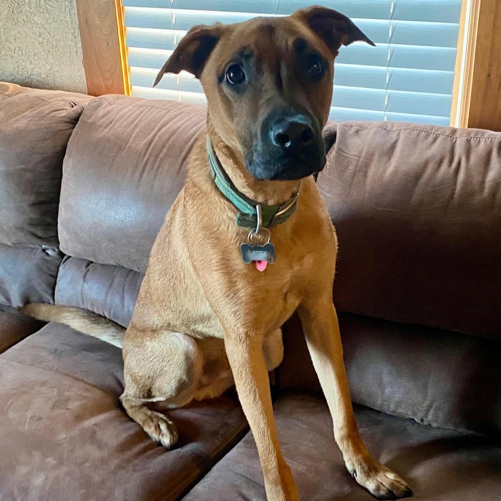 Enlarge Lenny, a Adoptable mixed breed in Jasper, IN image 6/6