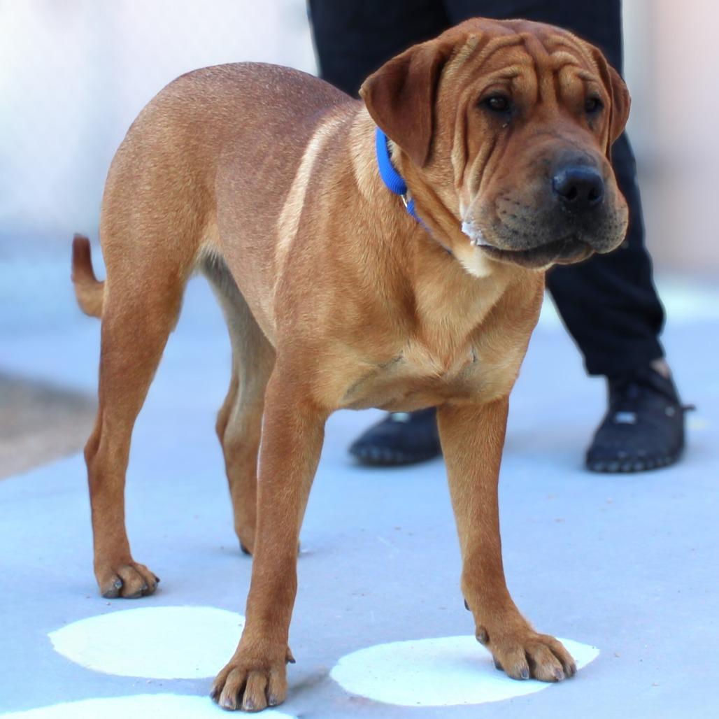 Chai, Adoptable, Adult Female Mixed Breed.