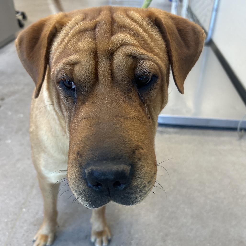 Enlarge Chai, a Adoptable Mixed Breed in Las Cruces, NM image 1/6