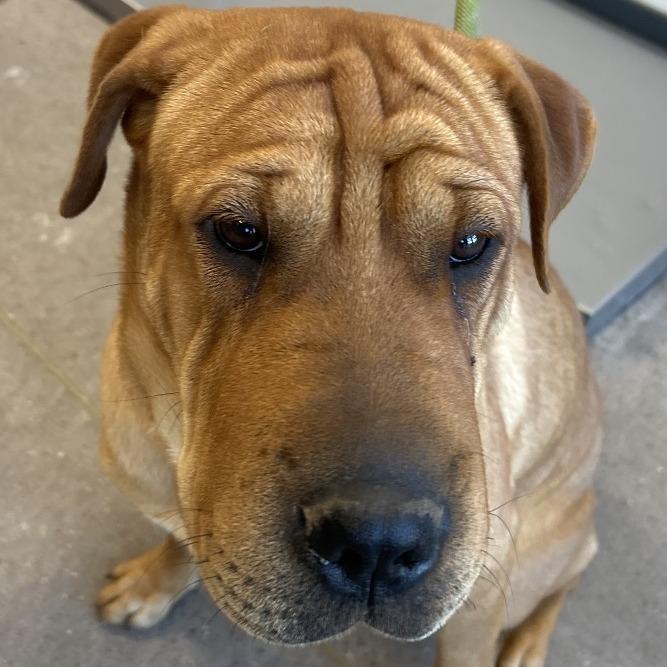 Enlarge Chai, a Adoptable Mixed Breed in Las Cruces, NM image 2/6