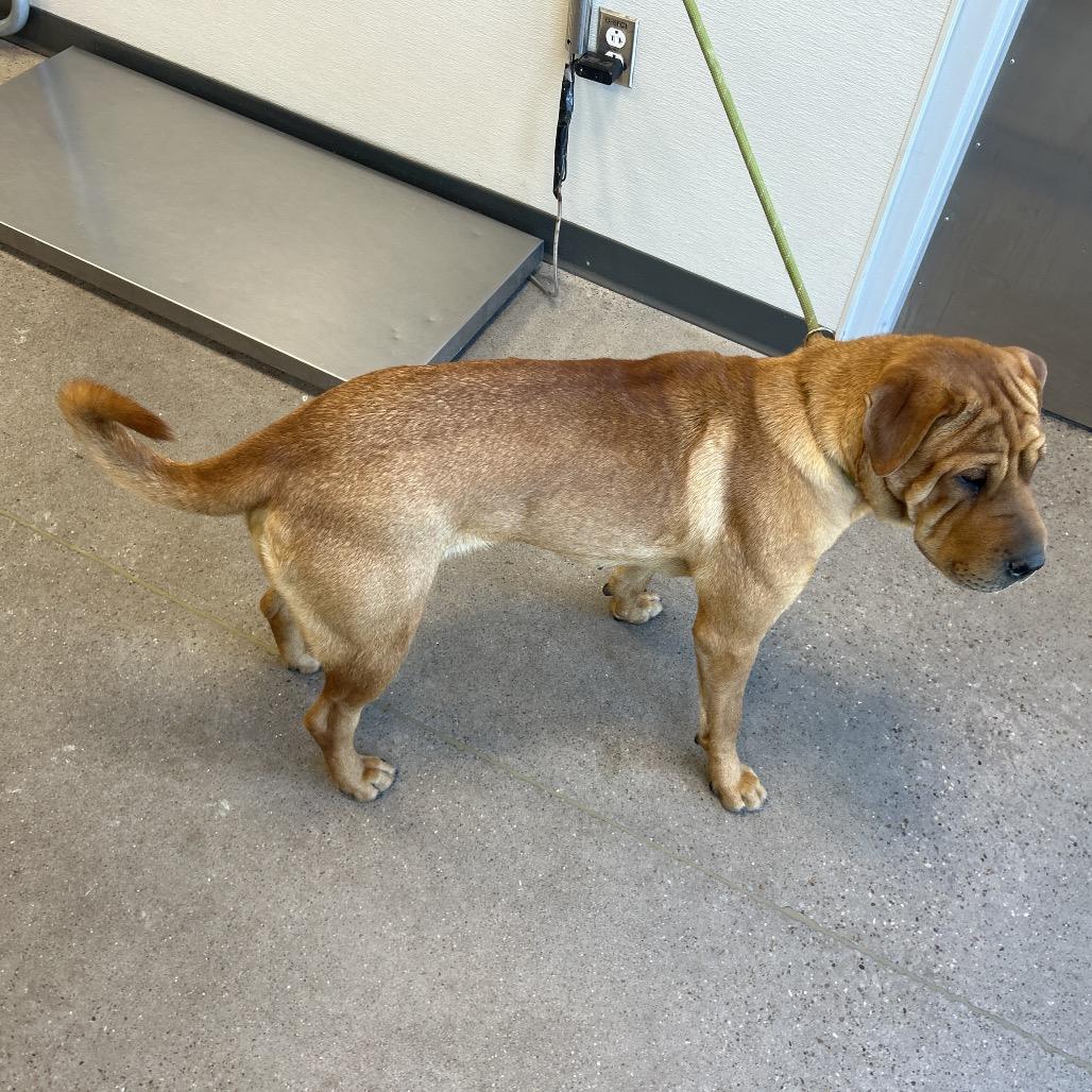 Enlarge Chai, a Adoptable Mixed Breed in Las Cruces, NM image 3/6