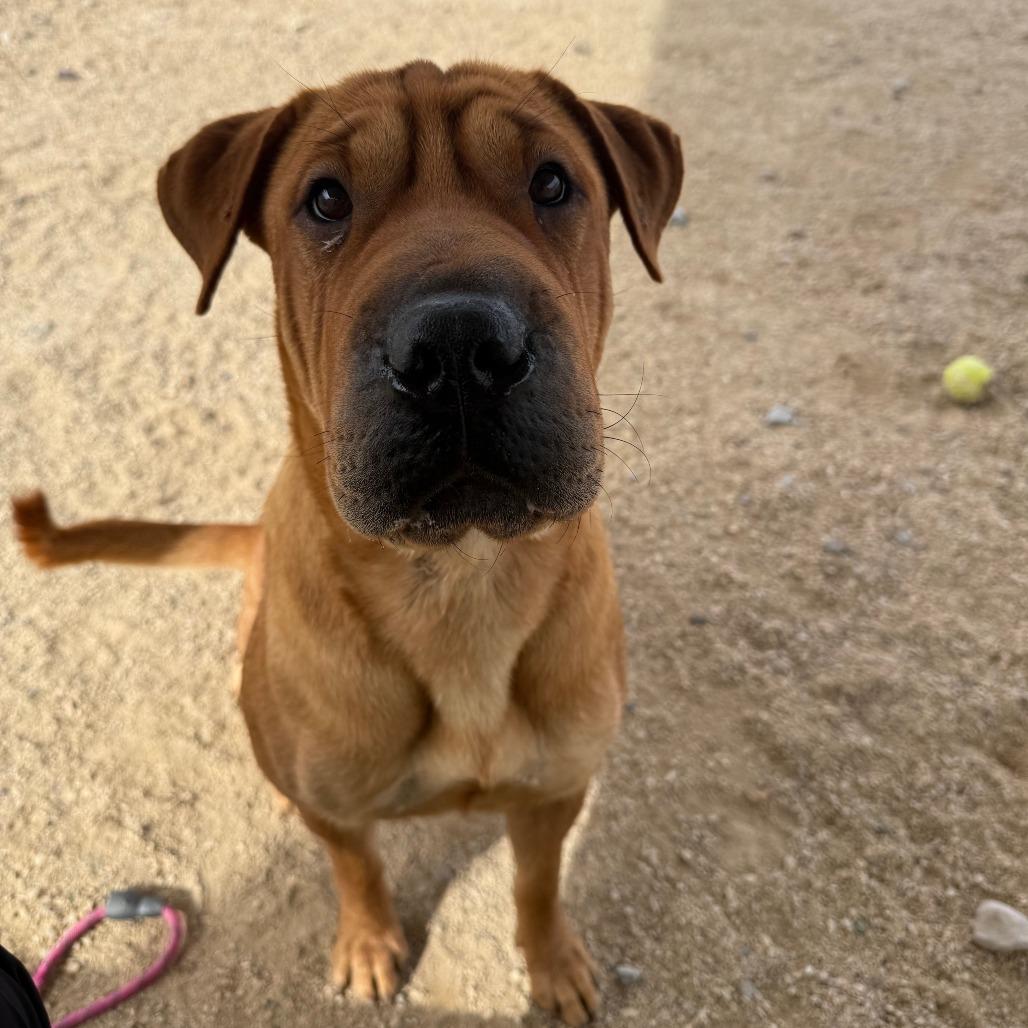 Enlarge Chai, a Adoptable Mixed Breed in Las Cruces, NM image 2/6