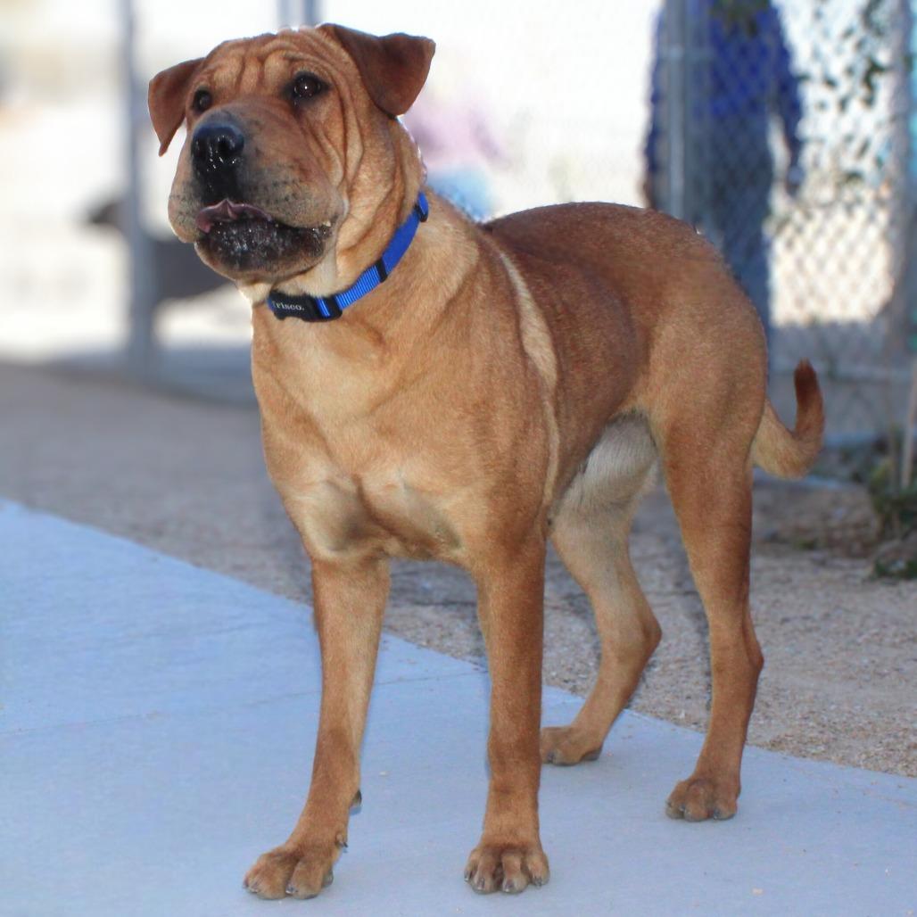 Enlarge Chai, a Adoptable Mixed Breed in Las Cruces, NM image 3/6