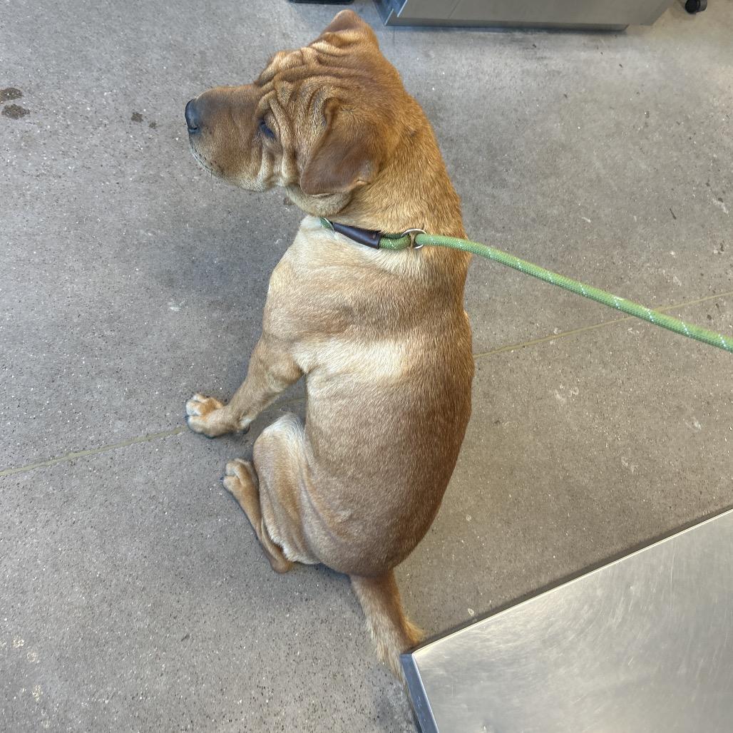 Enlarge Chai, a Adoptable Mixed Breed in Las Cruces, NM image 4/6