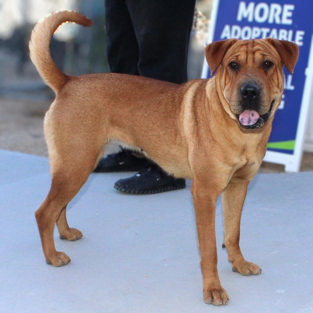 Enlarge Chai, a Adoptable Mixed Breed in Las Cruces, NM image 5/6