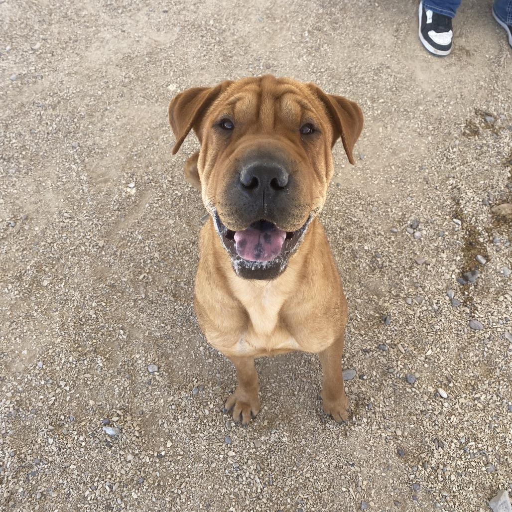 Enlarge Chai, a Adoptable Mixed Breed in Las Cruces, NM image 5/6