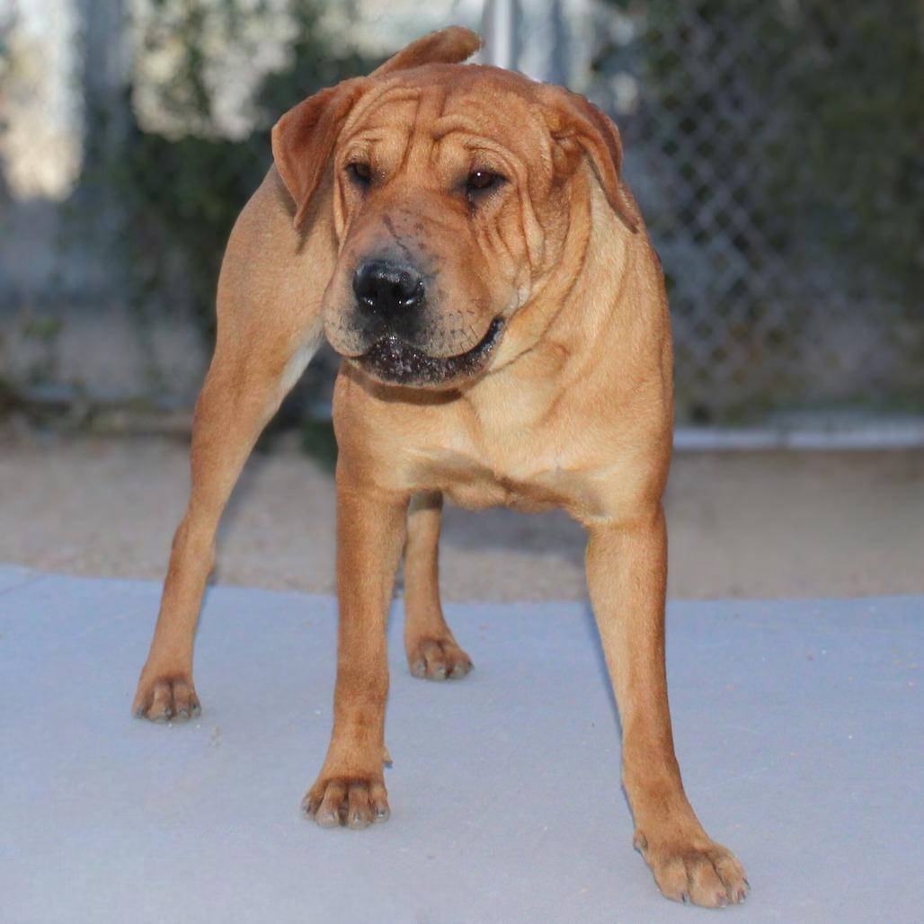 Enlarge Chai, a Adoptable Mixed Breed in Las Cruces, NM image 6/6