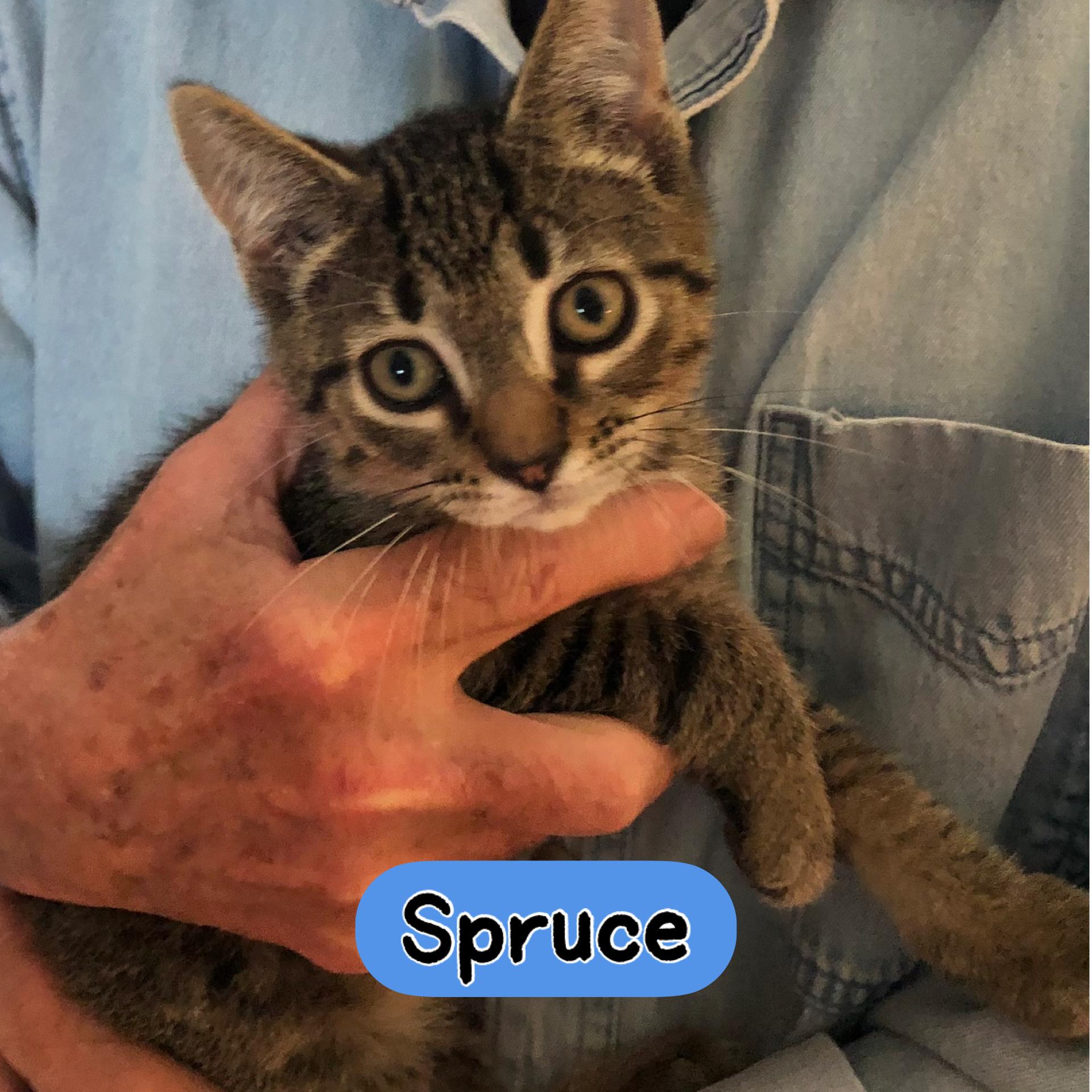Spruce, ADOPTABLE, Young Male Domestic Short Hair.