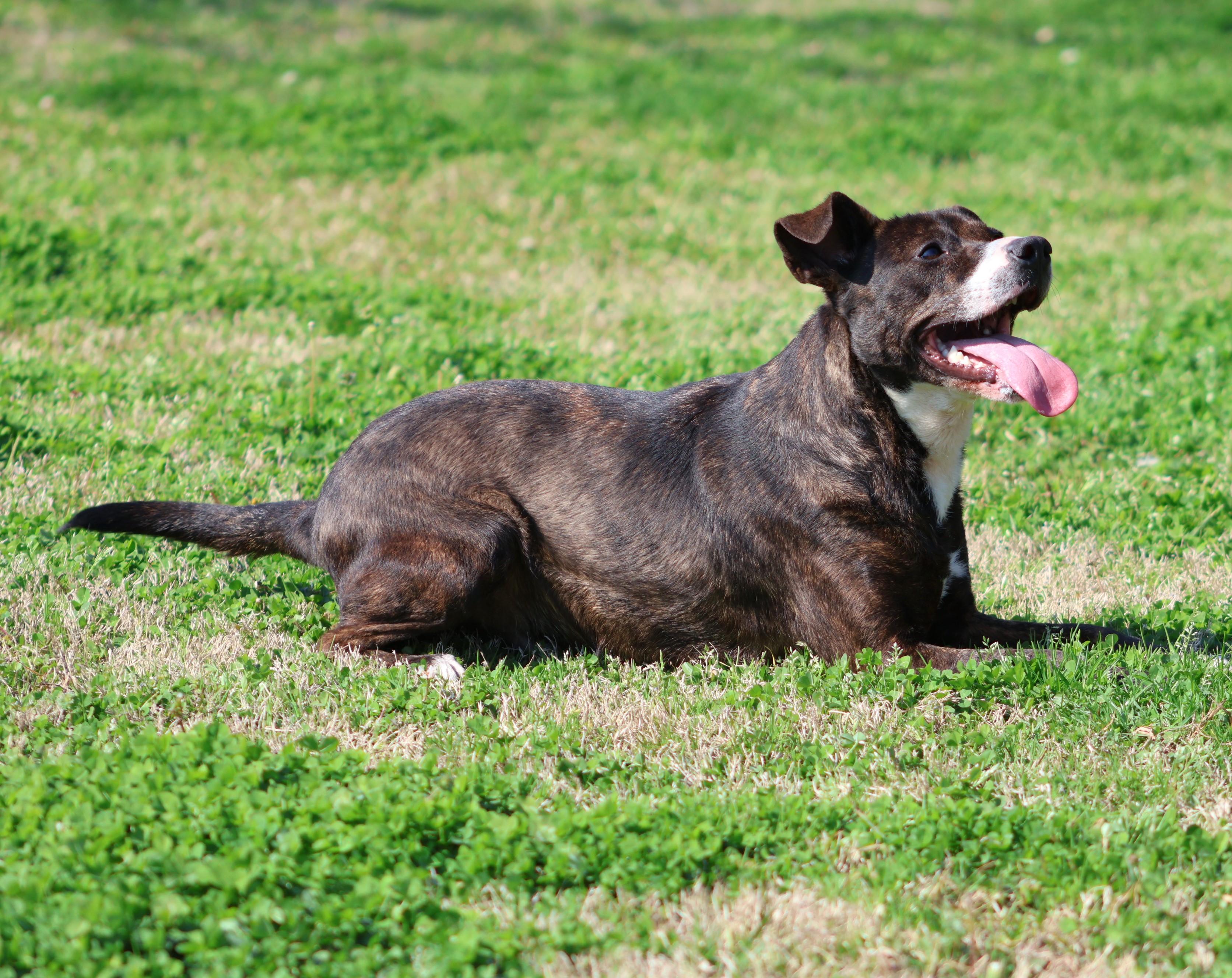 COLT, Adoptable, Young Male Plott Hound & Mixed Breed.