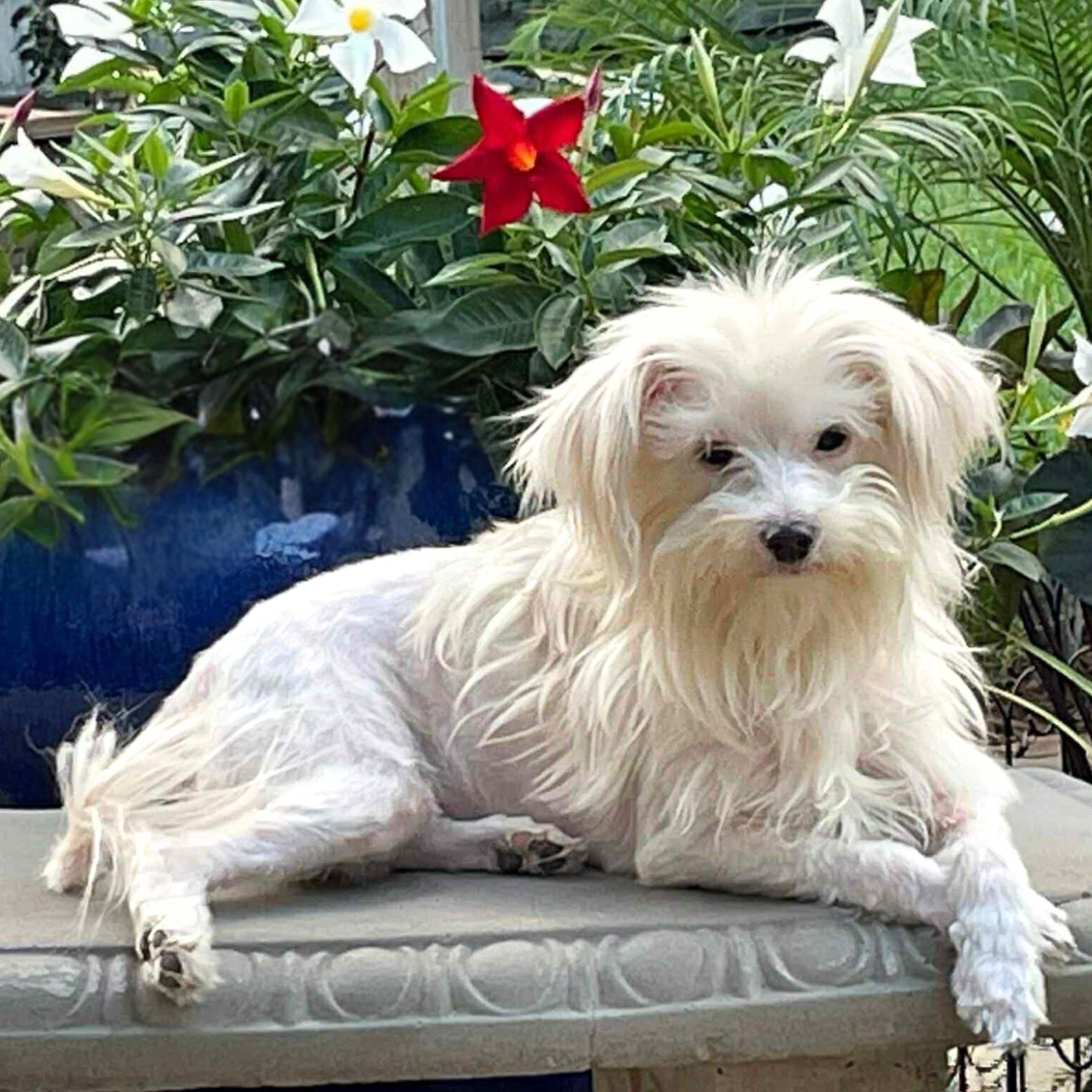 Lulu, Adoptable, Adult Female Maltese.