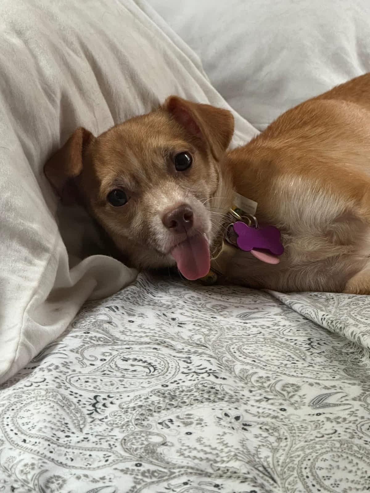 Kay, a Adoptable mixed breed in Itasca, IL image 6/6