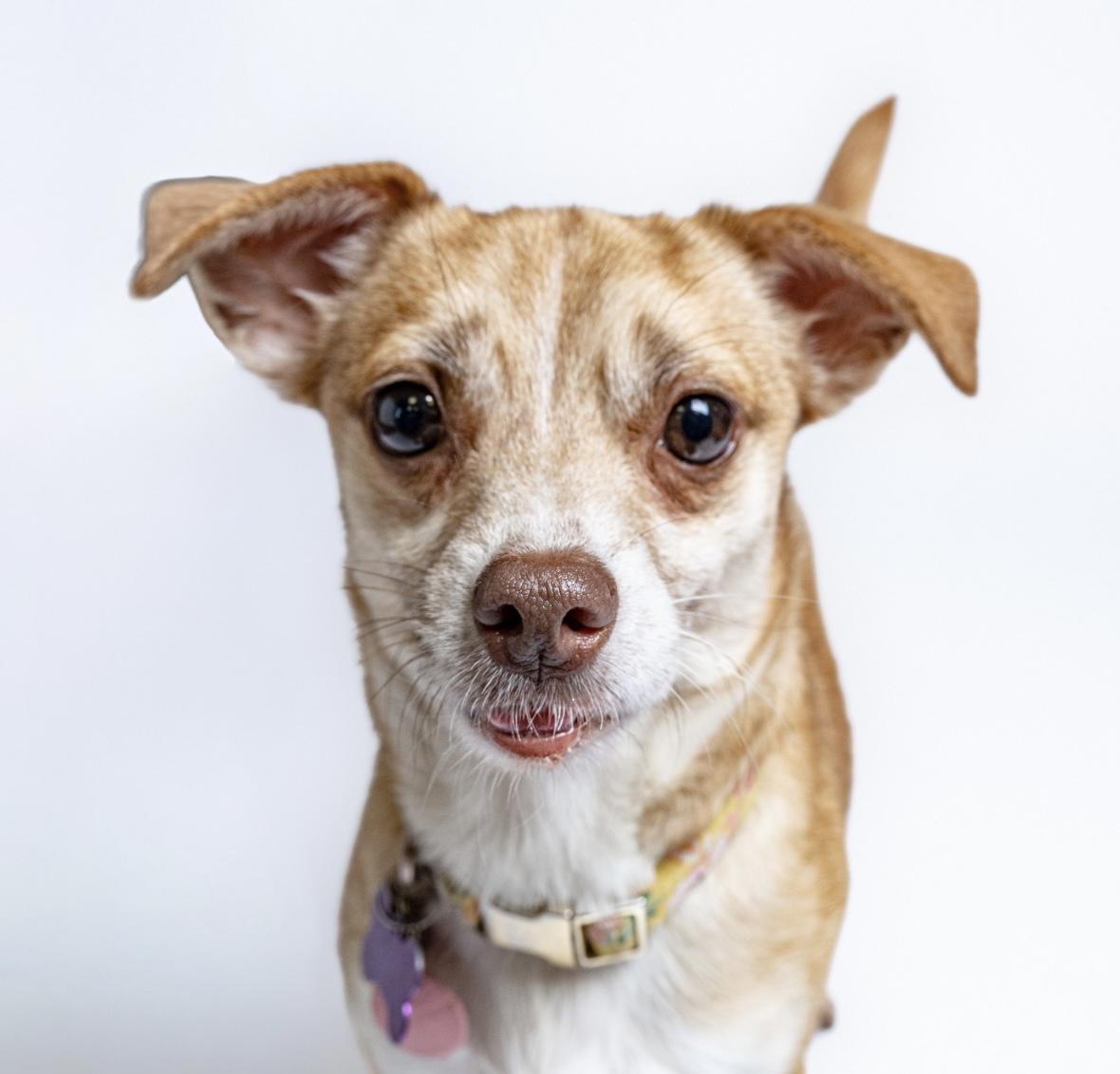 Kay, a Adoptable mixed breed in Itasca, IL image 1/6