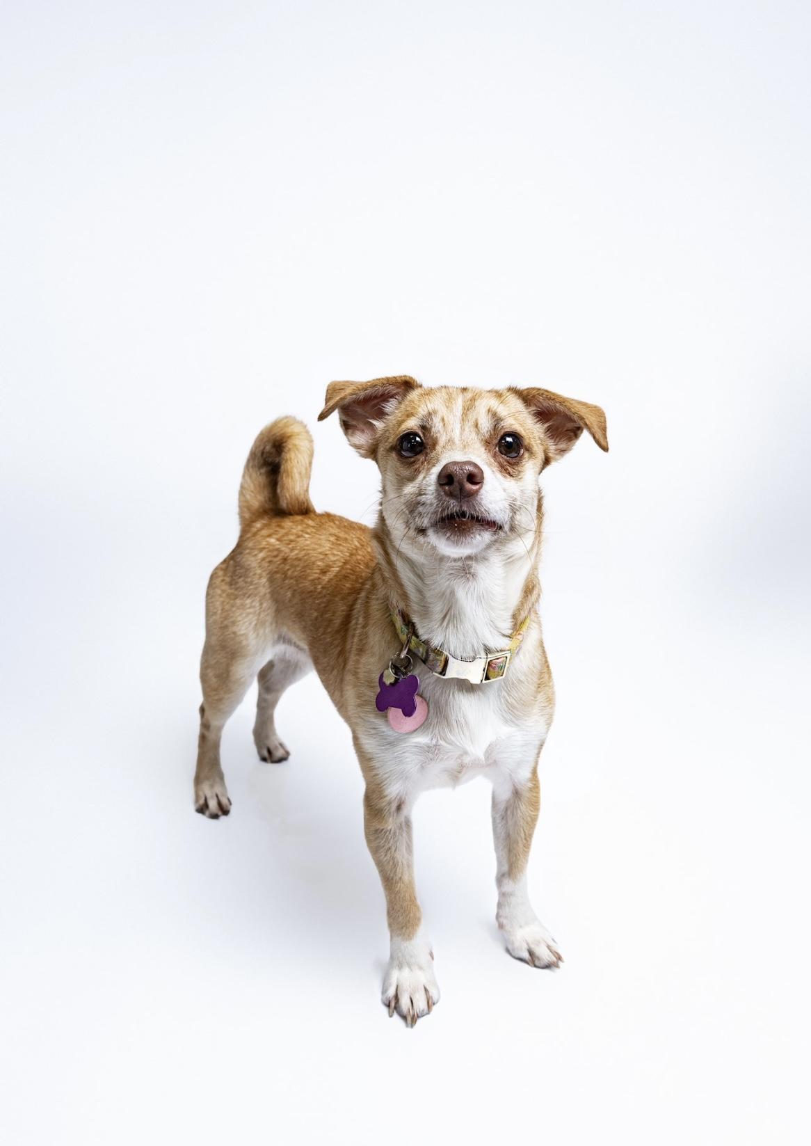 Kay, a Adoptable mixed breed in Itasca, IL image 3/6