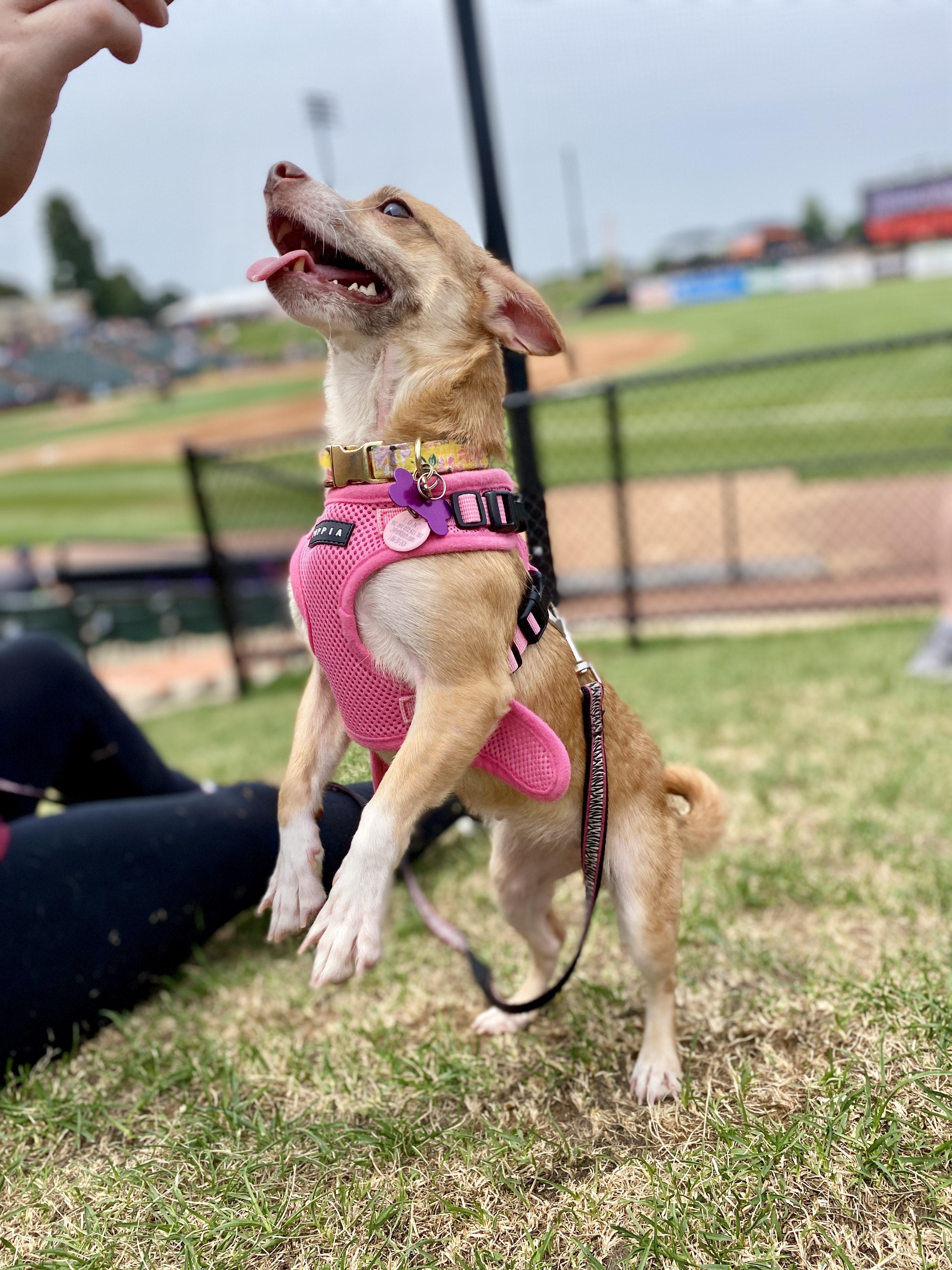 Kay, Adoptable, Adult Female Chihuahua.