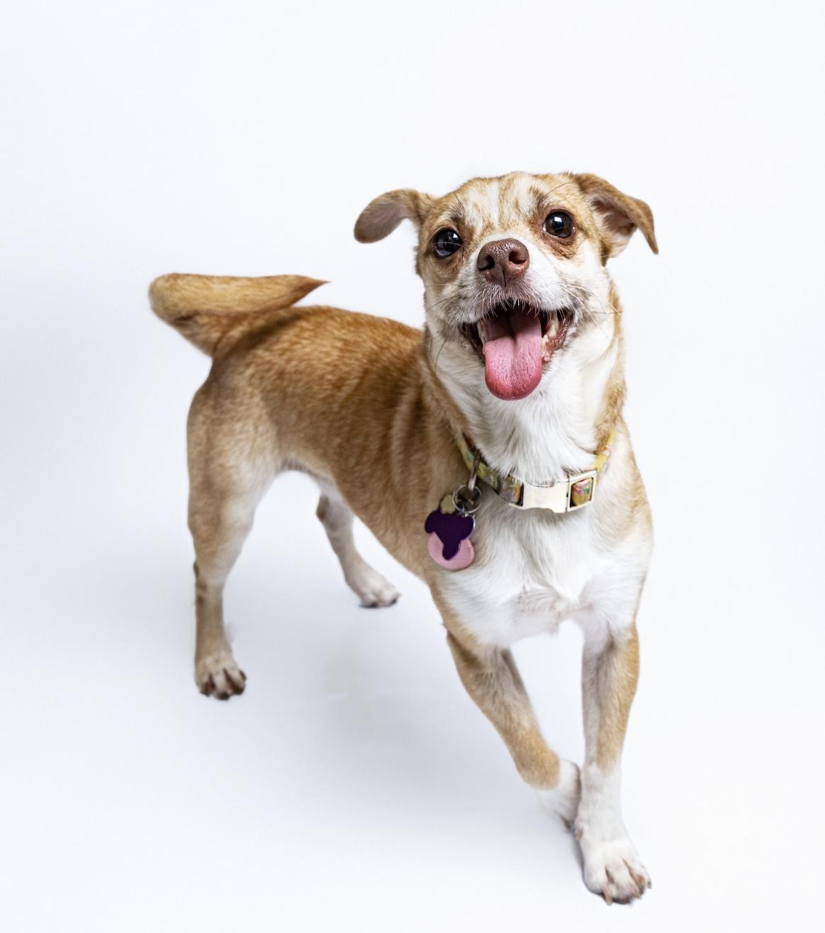 Kay, a Adoptable mixed breed in Itasca, IL image 2/6