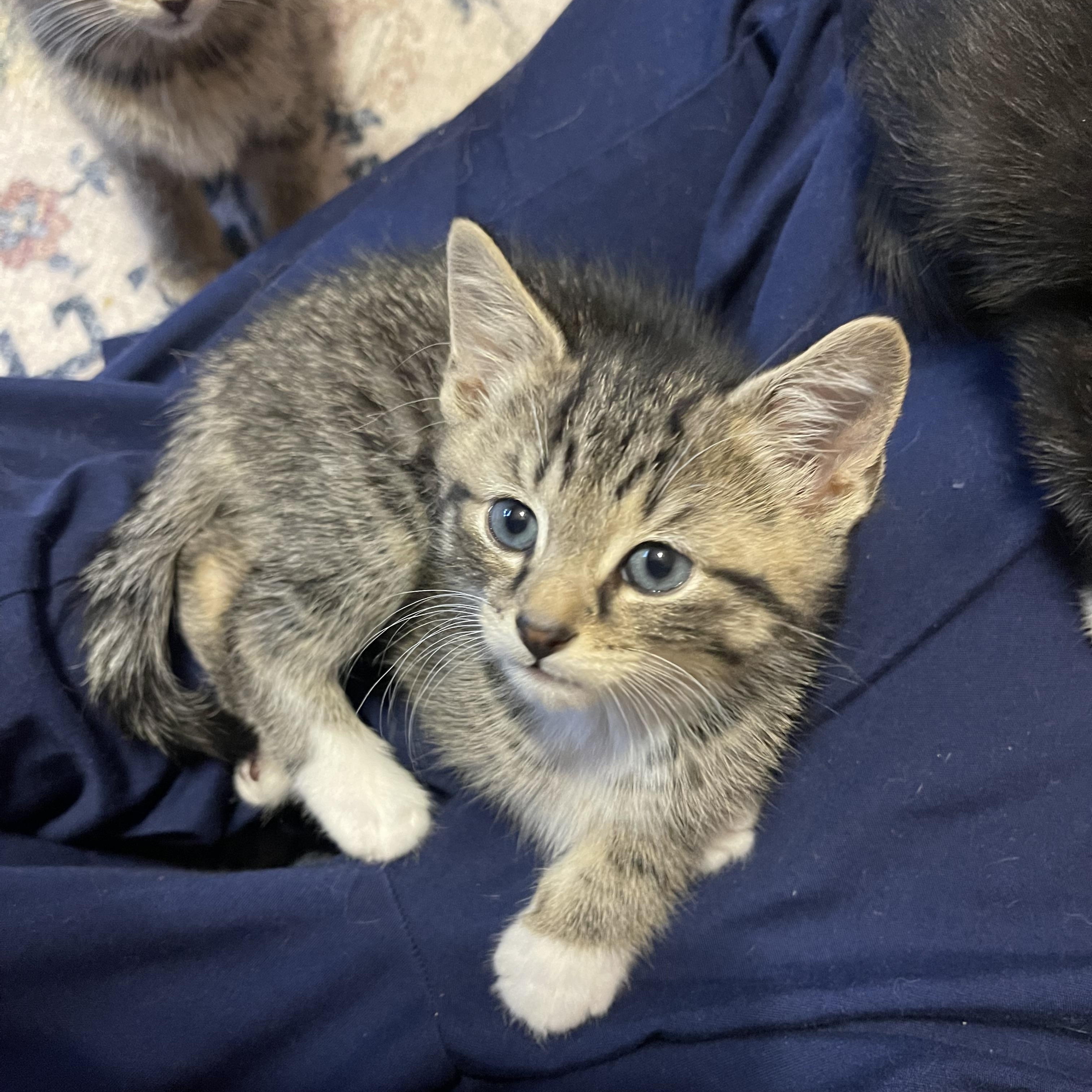 Enlarge Jewel, a ADOPTABLE Domestic Short Hair in Warren, NJ image 2/2