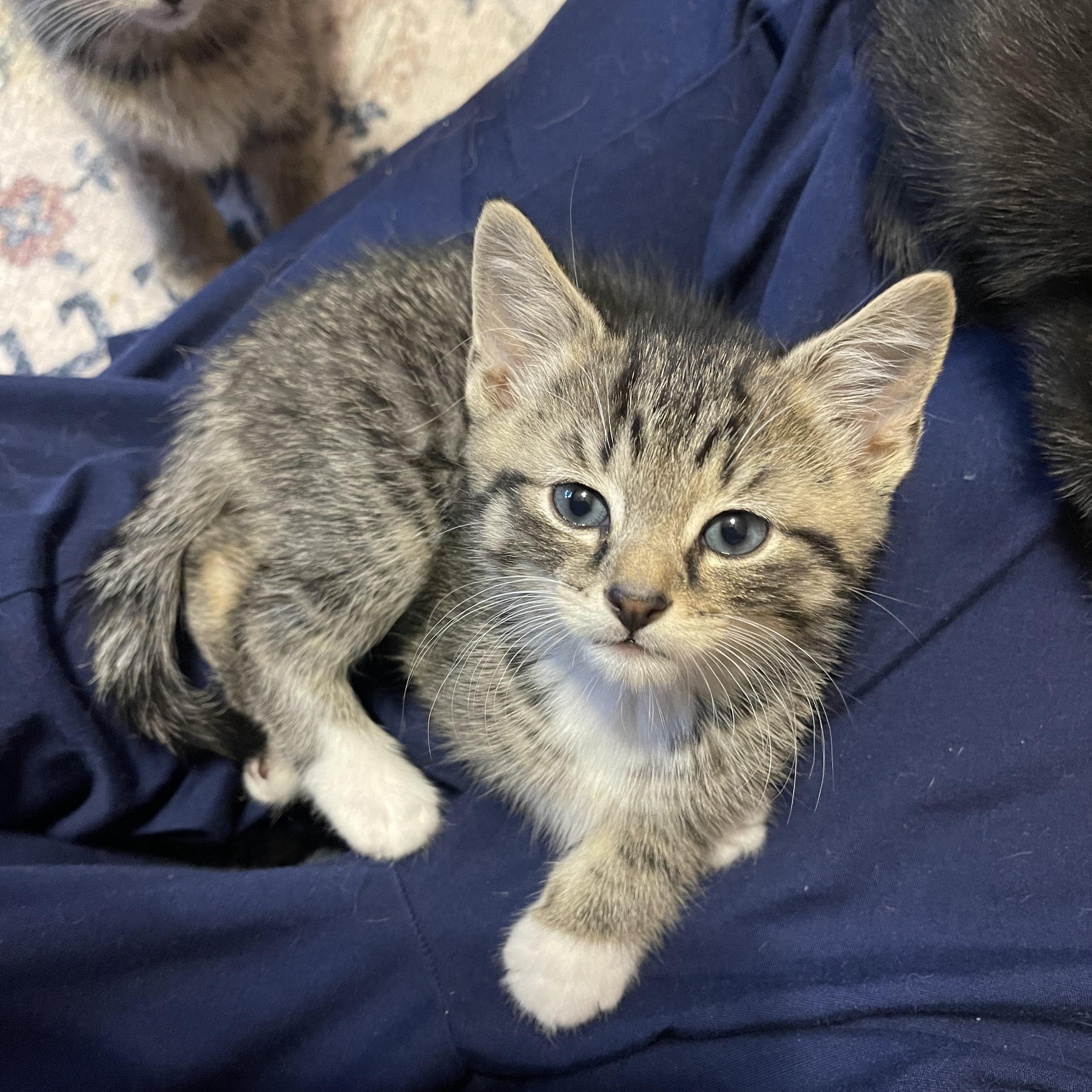 Enlarge Jewel, a ADOPTABLE Domestic Short Hair in Warren, NJ image 1/2