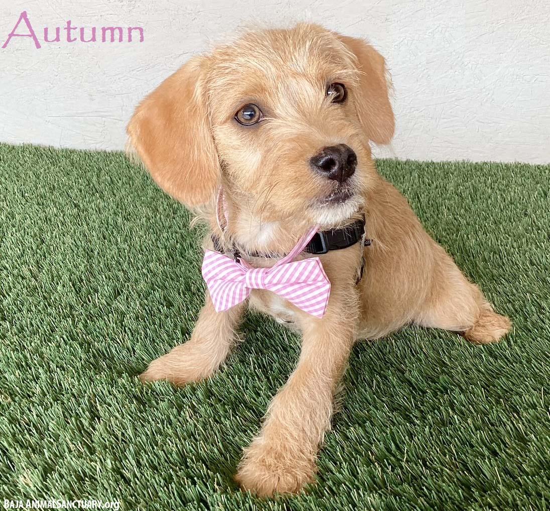Autumn, an adopted mixed breed in San Diego, CA image 1/4