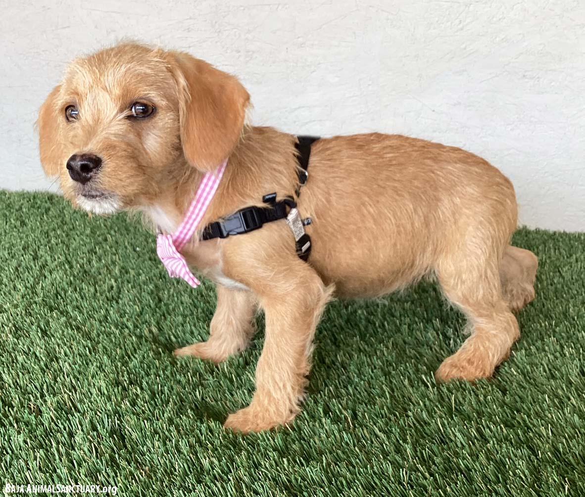 Autumn, an adopted mixed breed in San Diego, CA image 4/4