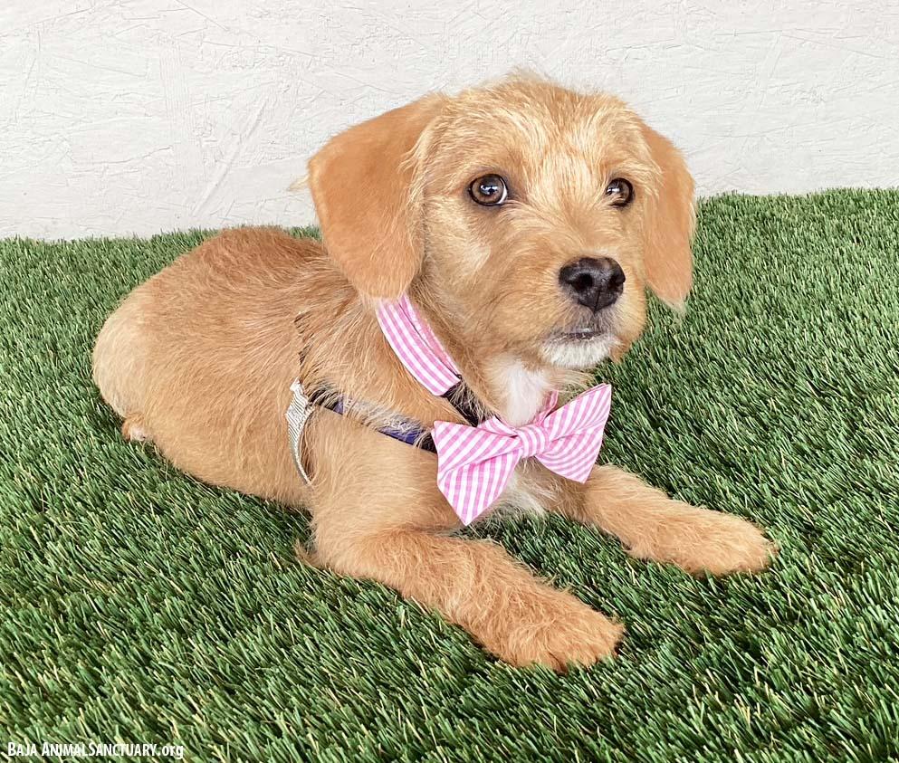Autumn, an adopted mixed breed in San Diego, CA image 2/4